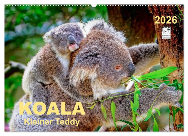 Produktbild: Koala - kleiner Teddy (Wandkalender 2026 DIN A2 quer), CALVENDO Monatskalender