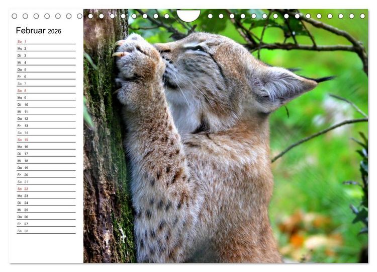 Produktbild: Der Luchs - Der J&auml;ger auf leisen Pfoten (Wandkalender 2026 DIN A4 quer), CALVENDO Monatskalender