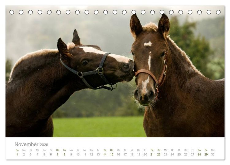 Produktbild: Faszination Schwarzw&auml;lder Kaltblut (Tischkalender 2026 DIN A5 quer), CALVENDO Monatskalender
