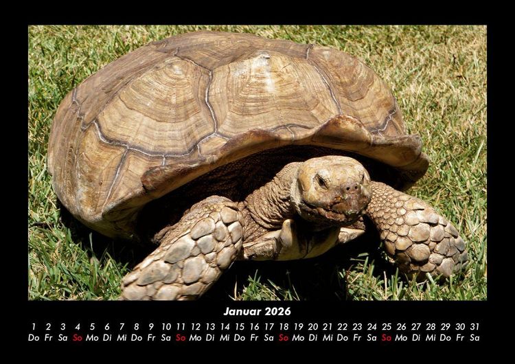 Produktbild: Schildkr&ouml;tenzauber 2026 Fotokalender DIN A3