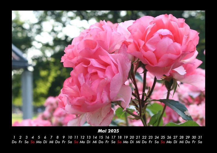 Produktbild: Rosentraum 2025 Fotokalender DIN A3