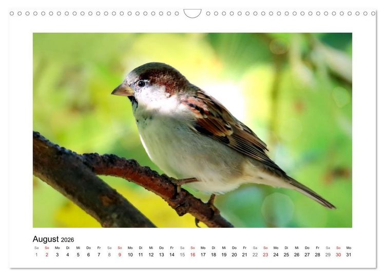 Produktbild: Gefiederte Garteng&auml;ste, Spatzenleben (Wandkalender 2026 DIN A3 quer), CALVENDO Monatskalender