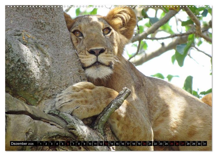 Produktbild: Afrikas Perle Uganda (Wandkalender 2026 DIN A2 quer), CALVENDO Monatskalender