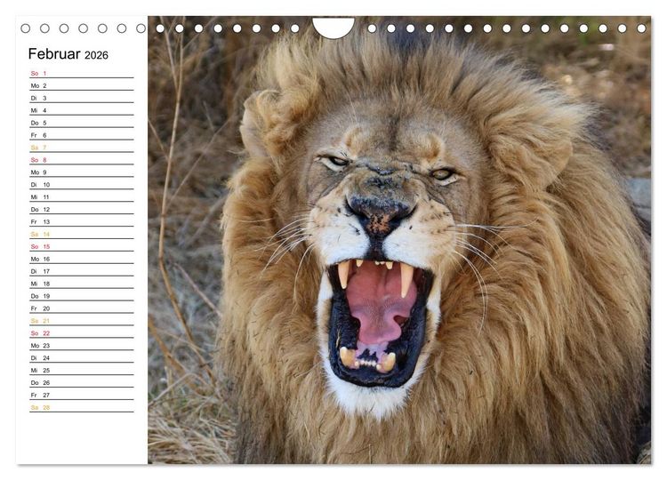 Produktbild: LION KING SELFIES L&ouml;wen hautnah (Wandkalender 2026 DIN A4 quer), CALVENDO Monatskalender