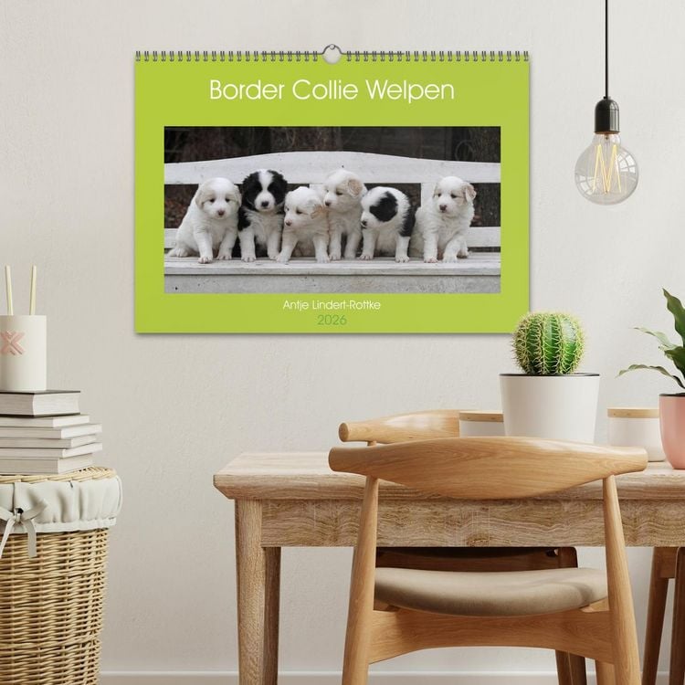 Produktbild: Border Collie Welpen (Wandkalender 2026 DIN A3 quer), CALVENDO Monatskalender