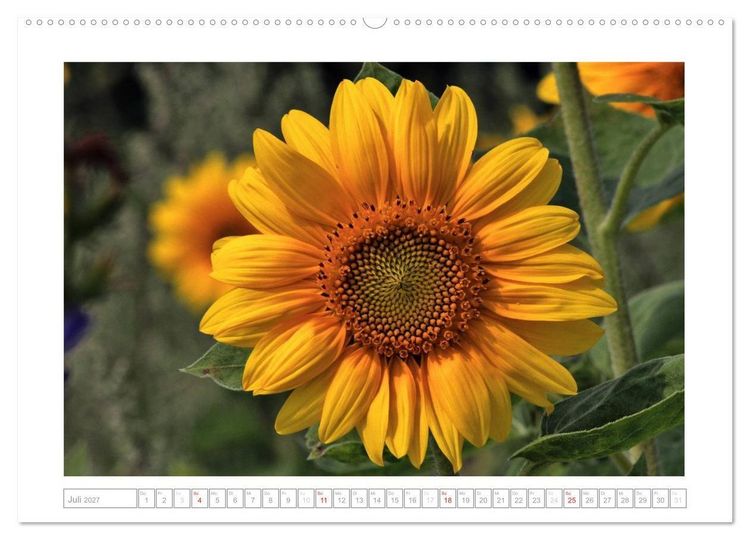 Produktbild: Sonnentage 2027 (hochwertiger Premium Wandkalender 2027 DIN A2 quer), Kunstdruck in Hochglanz