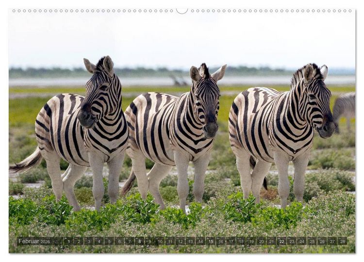 Produktbild: Namibia - Die Tierwelt (hochwertiger Premium Wandkalender 2026 DIN A2 quer), Kunstdruck in Hochglanz