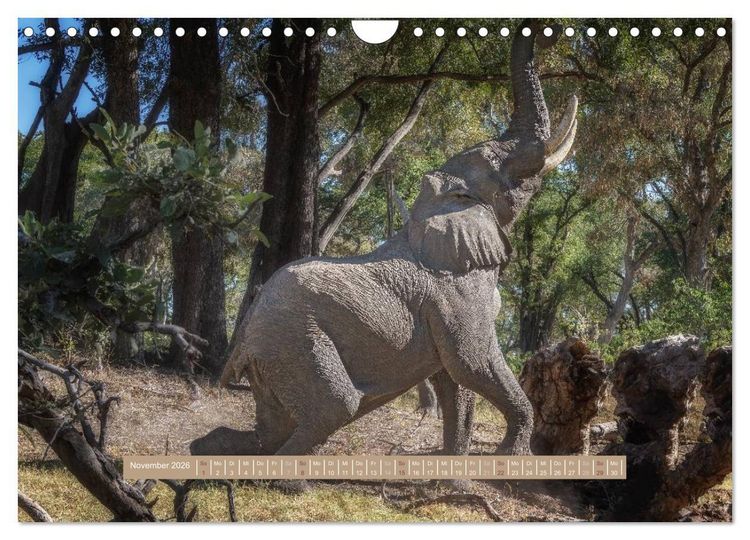 Produktbild: Afrikas Tierwelt - Wilde Elefanten (Wandkalender 2026 DIN A4 quer), CALVENDO Monatskalender