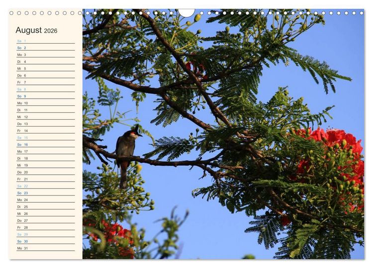 Produktbild: Mauritius - traumhaft und unvergesslich (Wandkalender 2026 DIN A3 quer), CALVENDO Monatskalender