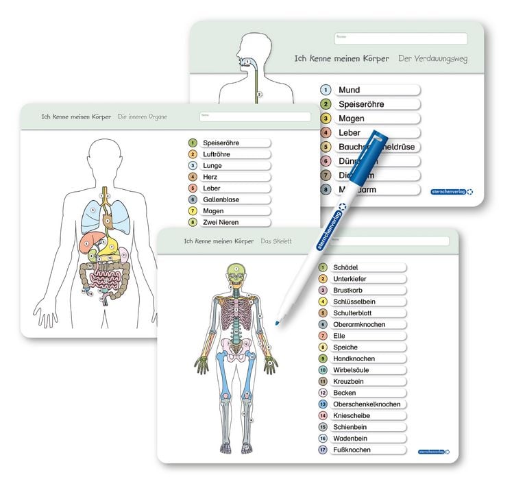 Produktbild: Ich kenne meinen K&ouml;rper - Organe / Skelett / Verdauung- 3 Tafeln im Set mit Stift