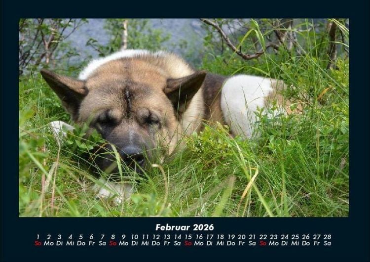 Produktbild: Der Hundekalender 2026 Fotokalender DIN A4