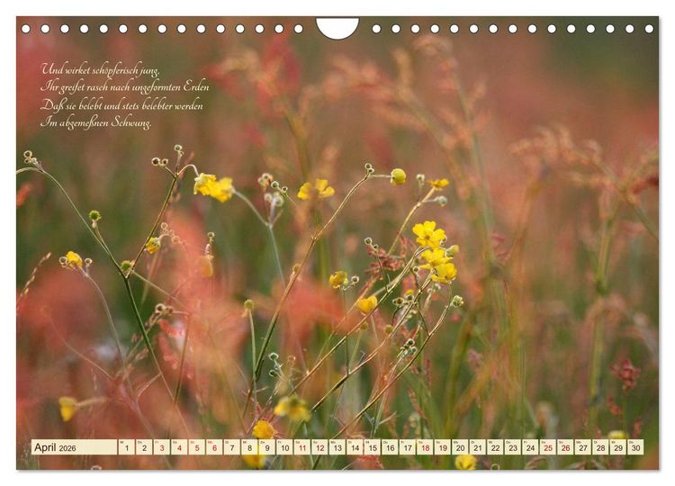 Produktbild: Sommergr&auml;ser (Wandkalender 2026 DIN A4 quer), CALVENDO Monatskalender