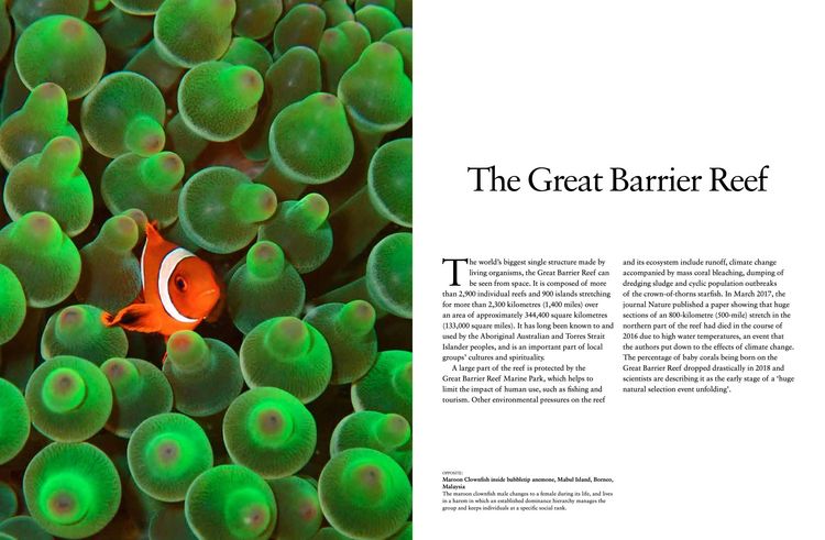 Produktbild: Reefs