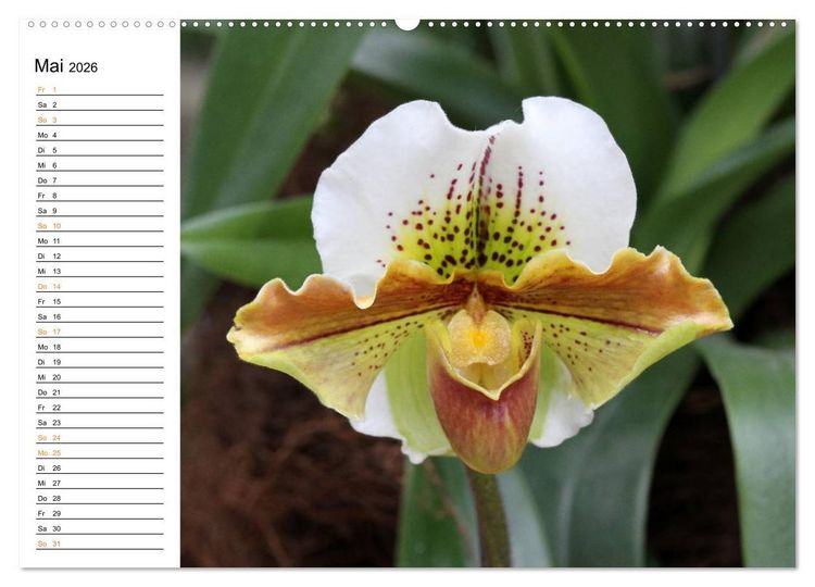 Produktbild: Prachtvolle Orchideen (Wandkalender 2026 DIN A2 quer), CALVENDO Monatskalender