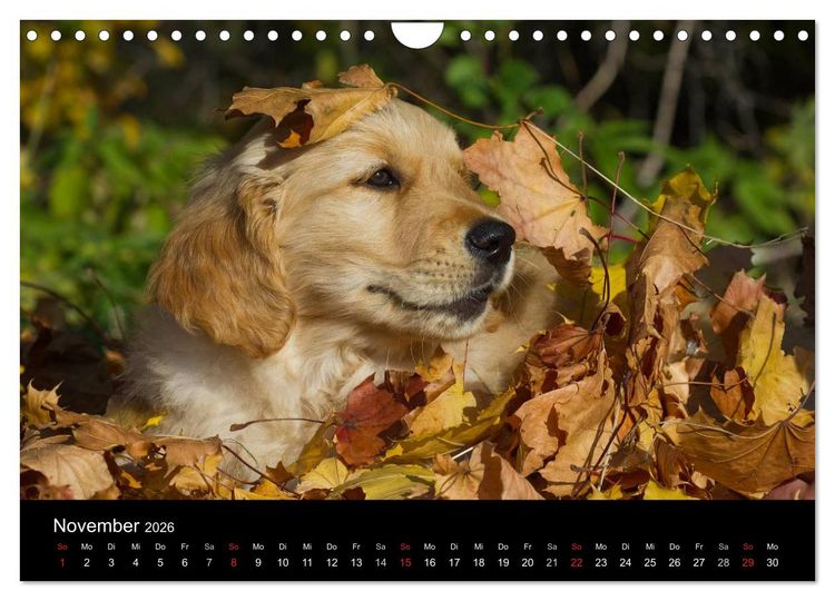 Produktbild: Welpen 2026 (Wandkalender 2026 DIN A4 quer), CALVENDO Monatskalender