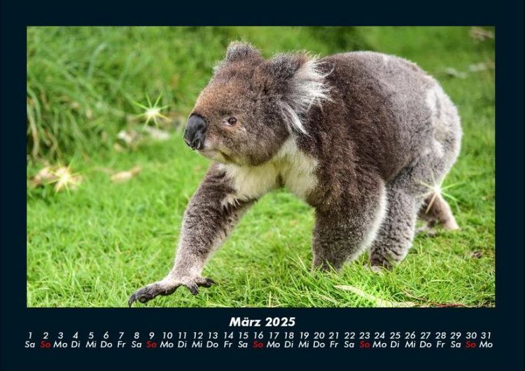 Produktbild: Koala 2025 Fotokalender DIN A4