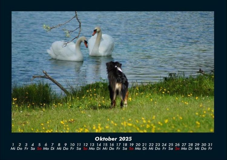 Produktbild: Hunde 2025 Fotokalender DIN A4