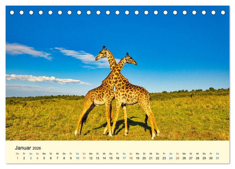 Produktbild: Giraffen, die Sch&ouml;nen der Savanne (Tischkalender 2026 DIN A5 quer), CALVENDO Monatskalender