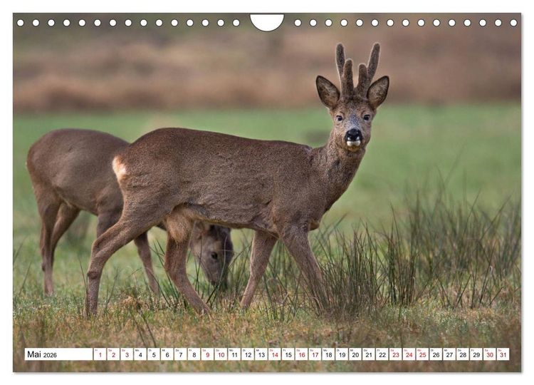 Produktbild: Anmut mit sanften Augen - Rehwild in der freien Natur (Wandkalender 2026 DIN A4 quer), CALVENDO Monatskalender