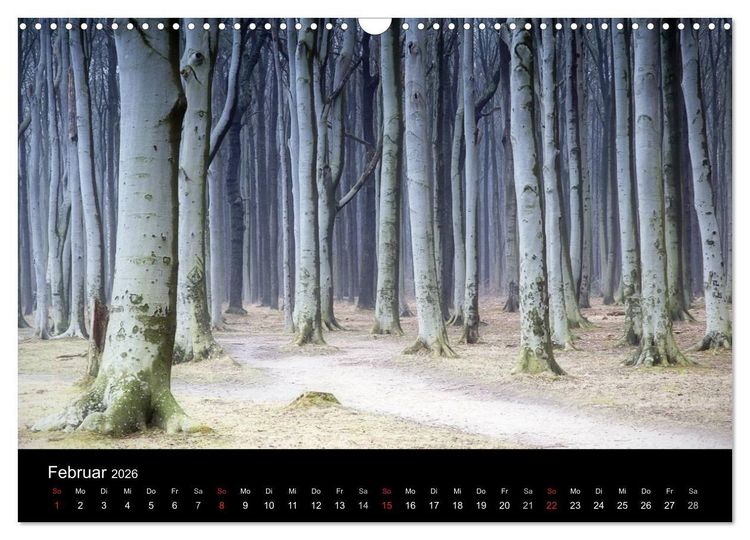 Produktbild: Baumportr&auml;ts 2026 (Wandkalender 2026 DIN A3 quer), CALVENDO Monatskalender