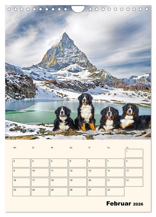 Produktbild: Traumhaft sch&ouml;n - Der Berner Sennenhund (Wandkalender 2026 DIN A4 hoch), CALVENDO Monatskalender