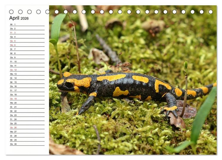 Produktbild: Amphibien und Reptilien (Tischkalender 2026 DIN A5 quer), CALVENDO Monatskalender