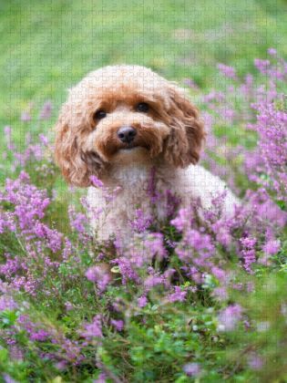 Produktbild: CALVENDO Puzzle Maltipoo in der bl&uuml;henden Heide | 1000 Teile Lege-Gr&ouml;&szlig;e 64x48cm Foto-Puzzle f&uuml;r gl&uuml;ckliche Stunden