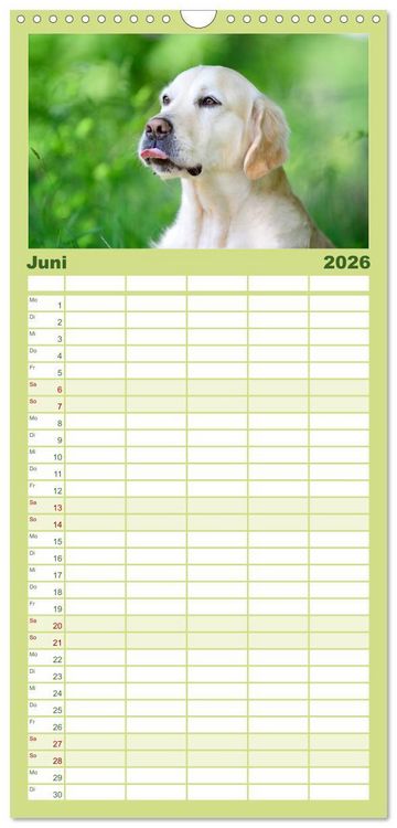 Produktbild: Familienplaner 2026 - Golden Retriever mit 5 Spalten (Wandkalender, 21 x 45 cm) CALVENDO
