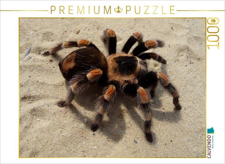 Produktbild: CALVENDO Puzzle Mexikanische Vogelspinne | 1000 Teile Lege-Gr&ouml;&szlig;e 64x48cm Foto-Puzzle f&uuml;r gl&uuml;ckliche Stunden