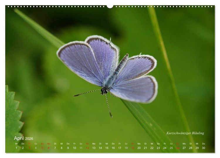 Produktbild: Gro&szlig;e und kleine Schmetterlinge (Wandkalender 2026 DIN A2 quer), CALVENDO Monatskalender