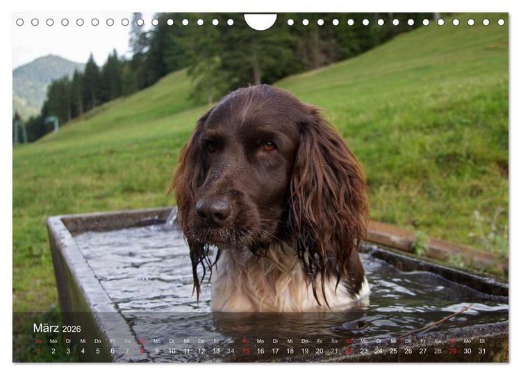 Produktbild: Kleiner M&uuml;nsterl&auml;nder Vorstehhund (Wandkalender 2026 DIN A4 quer), CALVENDO Monatskalender