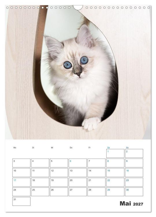 Produktbild: Heilige Birma Kitten Kalender mit Planer (Wandkalender 2027 DIN A3 hoch), CALVENDO Monatskalender