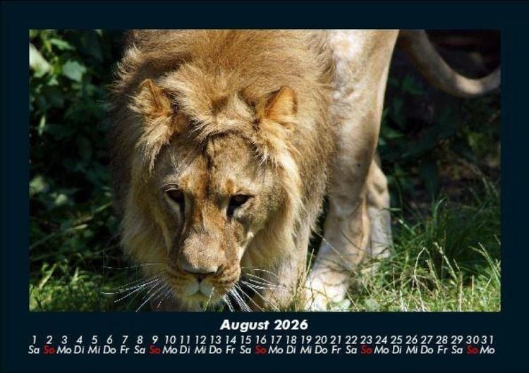Produktbild: Tiere in der Wildnis 2026 Fotokalender DIN A5
