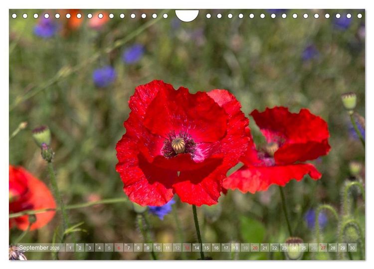 Produktbild: Mohn (Wandkalender 2026 DIN A4 quer), CALVENDO Monatskalender