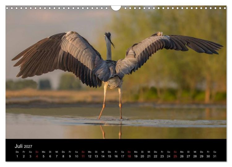 Produktbild: Reiher - Der Tanz auf dem Wasser (Wandkalender 2027 DIN A3 quer), CALVENDO Monatskalender