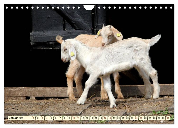 Produktbild: Ziegen - Die Stars aus dem Streichelzoo (Wandkalender 2026 DIN A4 quer), CALVENDO Monatskalender