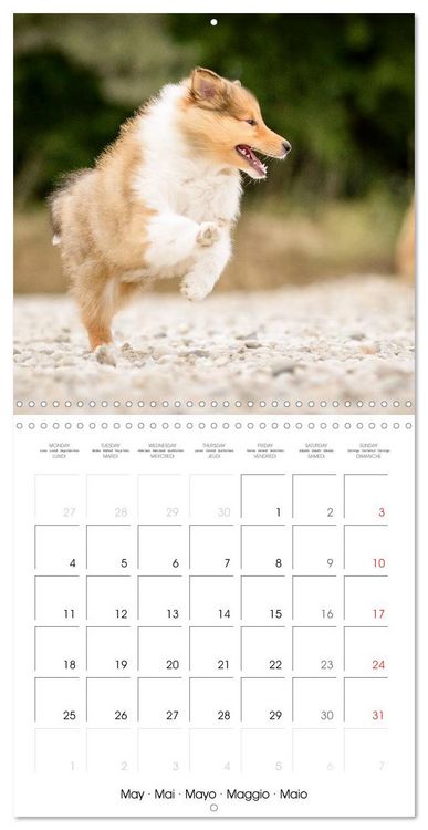 Produktbild: Lovely Collie 2026 (Wall Calendar 2026 12 &times; 12 Inch) CALVENDO 12 Month Wall Calendar