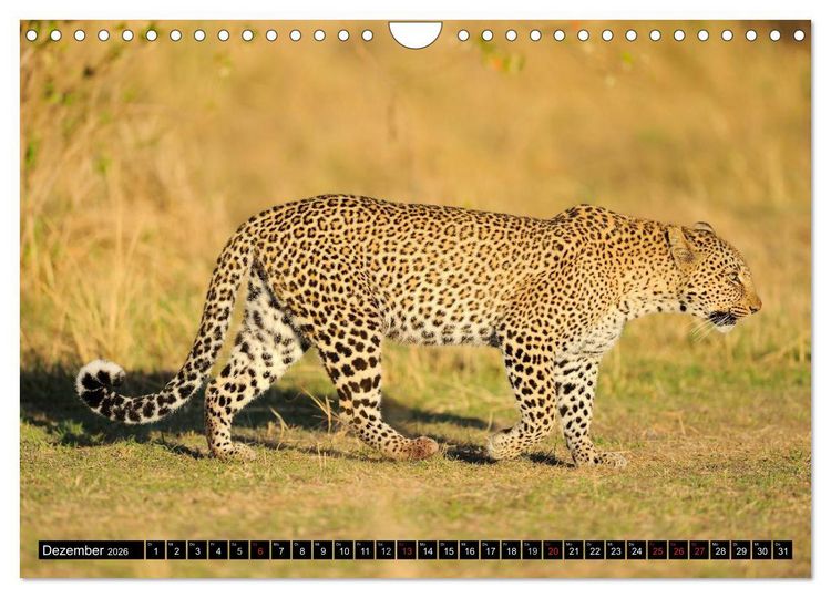 Produktbild: Faszination Afrika: Der Leopard (Wandkalender 2026 DIN A4 quer), CALVENDO Monatskalender