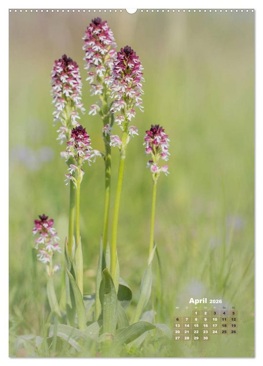 Produktbild: Orchideen in freier Wildbahn (hochwertiger Premium Wandkalender 2026 DIN A2 hoch), Kunstdruck in Hochglanz