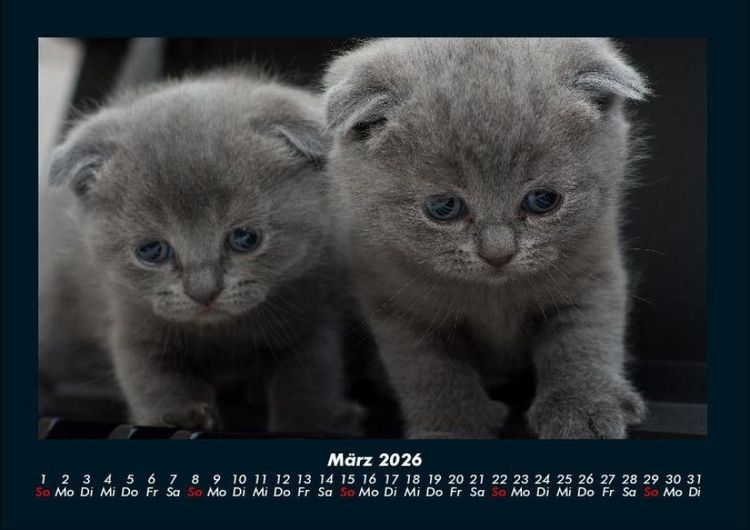 Produktbild: F&uuml;r Katzenfreunde 2026 Fotokalender DIN A4