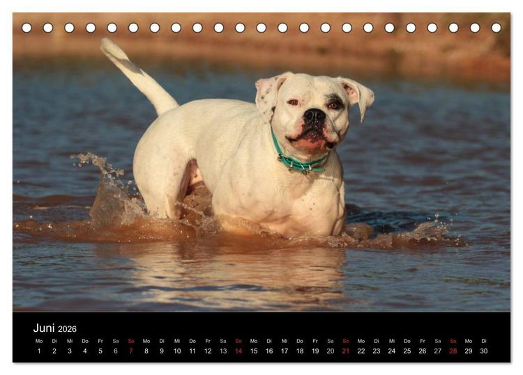 Produktbild: American Bulldog - alles Andere ist nur ein Hund (Tischkalender 2026 DIN A5 quer), CALVENDO Monatskalender