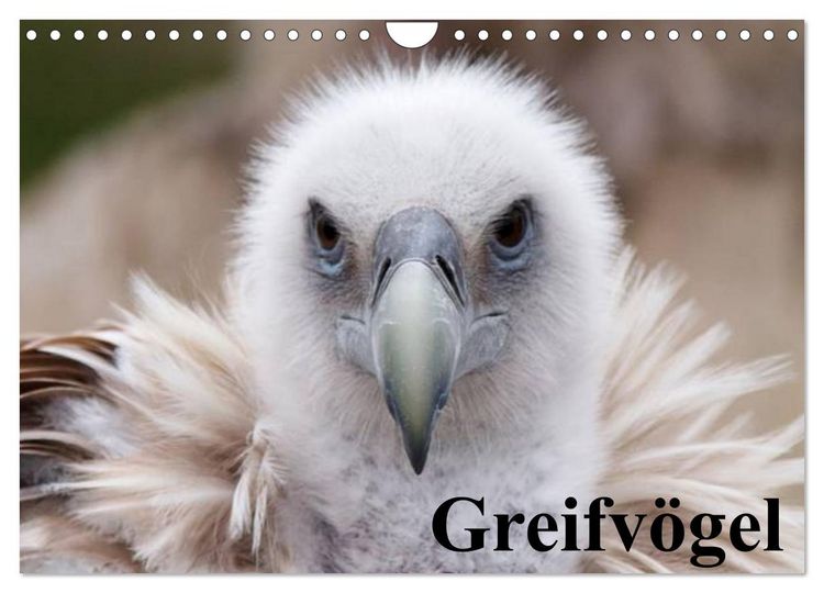 Produktbild: Greifv&ouml;gel (Wandkalender 2026 DIN A4 quer), CALVENDO Monatskalender