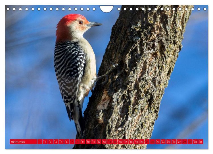 Produktbild: LA FOR&Ecirc;T DES PICS (Calendrier mural 2026 DIN A4 vertical), CALVENDO calendrier mensuel