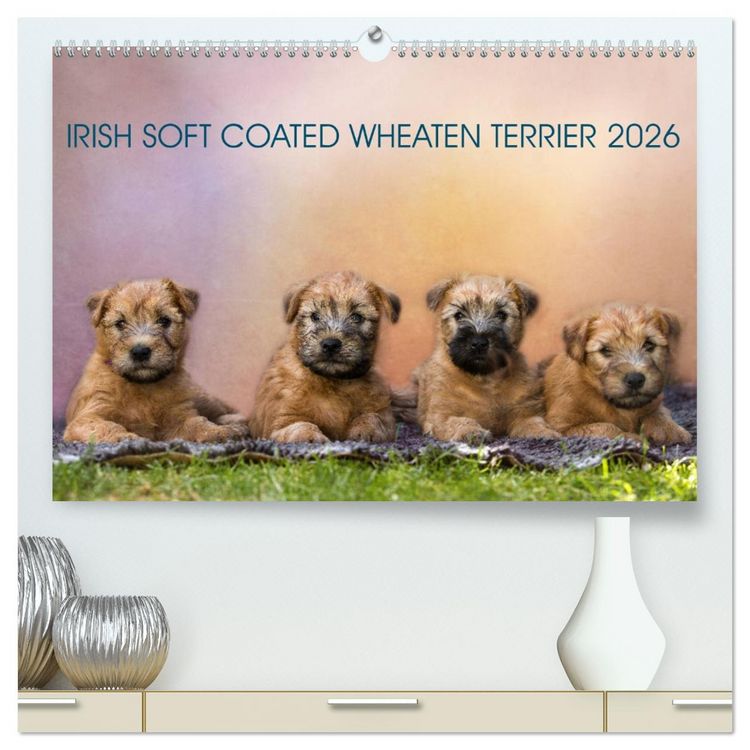 Produktbild: IRISH SOFT COATED WHEATEN TERRIER 2026 (hochwertiger Premium Wandkalender 2026 DIN A2 quer), Kunstdruck in Hochglanz