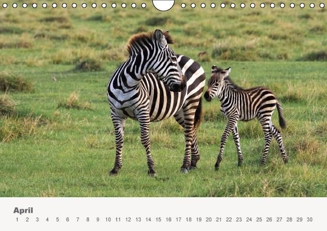 Produktbild: Faszination Ostafrika - Tierwelt und Natur aus Kenia und Tansania (Wandkalender immerw&auml;hrend DIN A4 quer)