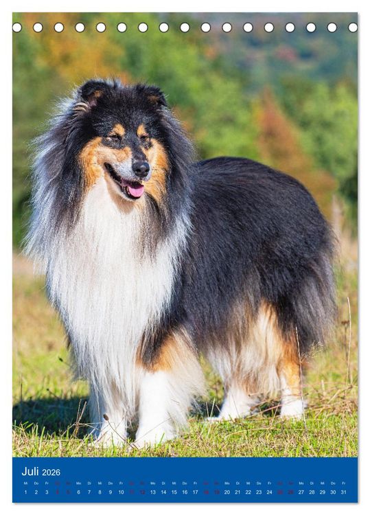 Produktbild: Traumhund Collie - Gl&uuml;ck auf vier Pfoten (Tischkalender 2026 DIN A5 hoch), CALVENDO Monatskalender