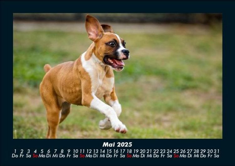 Produktbild: Tiere in der Wildnis 2025 Fotokalender DIN A5