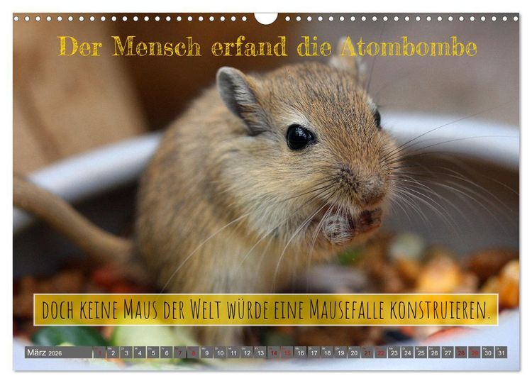 Produktbild: Jeder ist ein Genie! Zitate von Albert Einstein (Wandkalender 2026 DIN A3 quer), CALVENDO Monatskalender