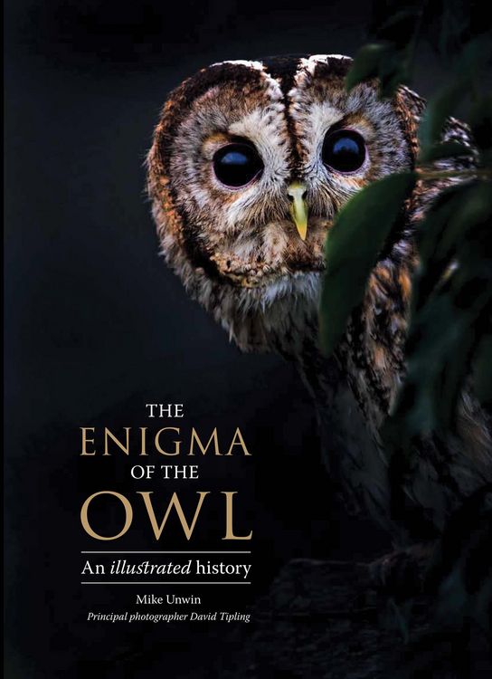 Produktbild: The Enigma of the Owl