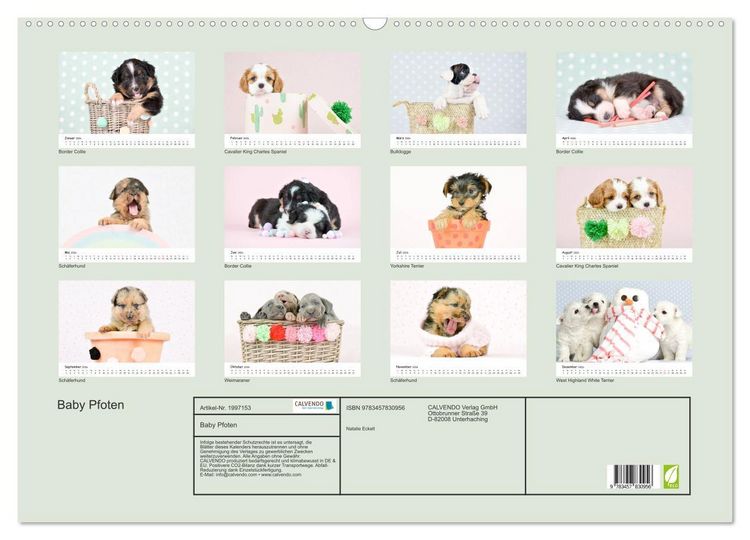 Produktbild: Baby Pfoten (Wandkalender 2026 DIN A2 quer), CALVENDO Monatskalender